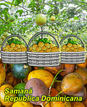 Granja Xinola, Samaná