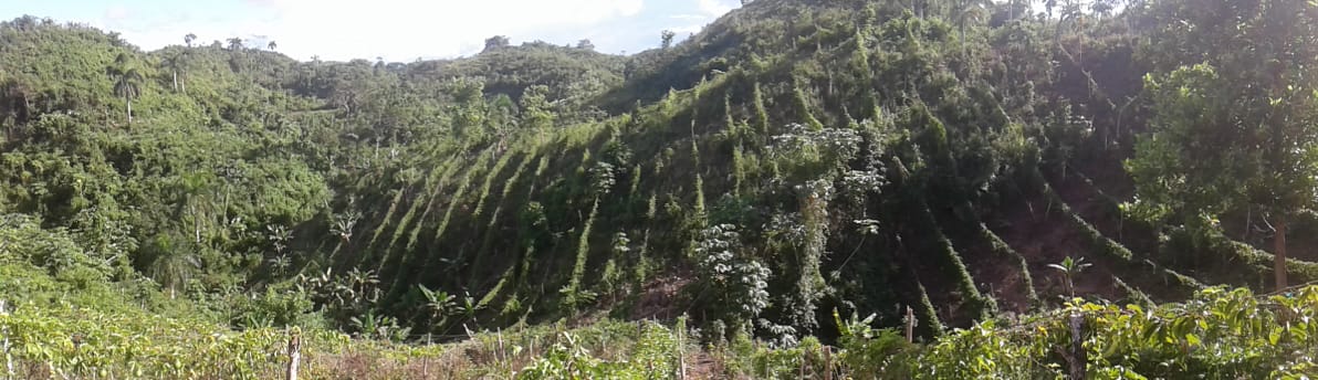 Granja Xinola en Samaná